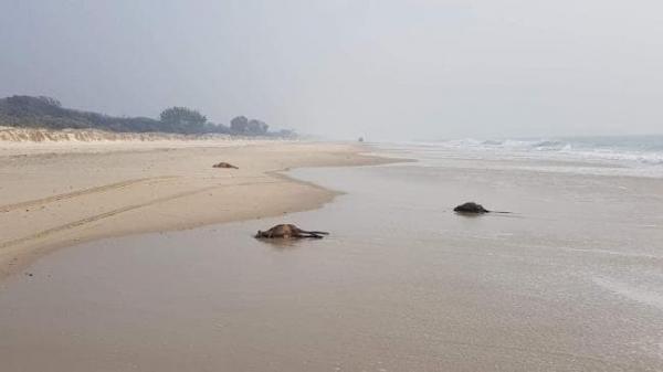 澳洲40隻袋鼠陳屍沙灘 為避山火逃至水中不幸淹死