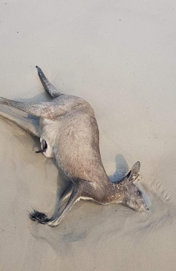 澳洲40隻袋鼠陳屍沙灘 為避山火逃至水中不幸淹死
