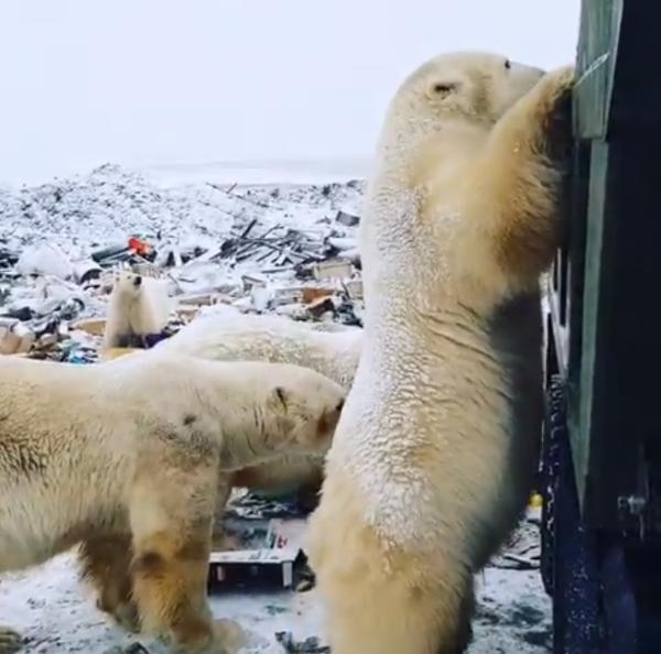 北極熊遠征去市內垃圾堆覓食 網民心痛：人類毀壞了動物的家園