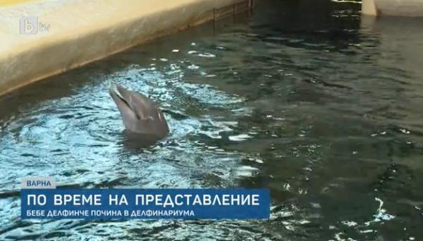出生僅9日被迫每天演出4次 海豚BB表演期間疑過勞死亡