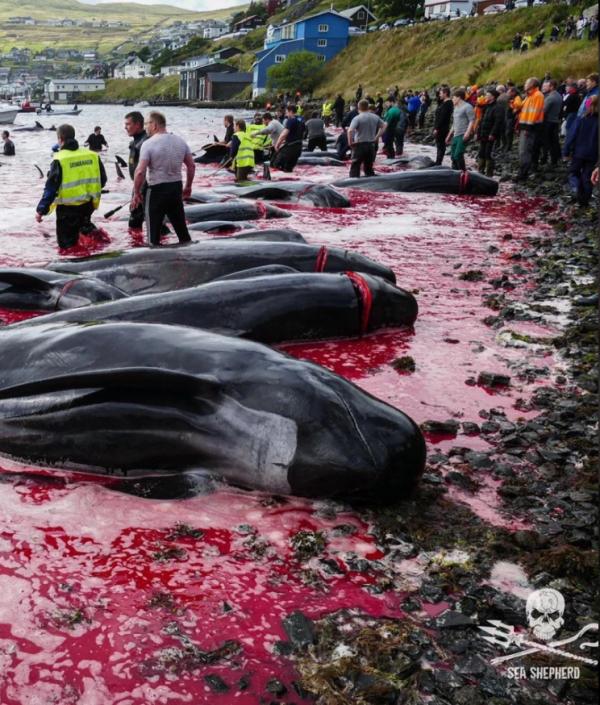 法羅群島捕鯨12分鐘殺94頭 鯨魚媽媽遭剖腹棄屍大海