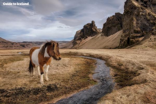 嬌小身形長髮飄逸！ 出發騎冰島馬前先要了解的五件事