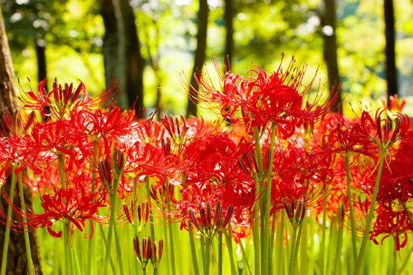 日本秋季賞花好去處 東京近郊彼岸花祭 500萬棵火紅花海