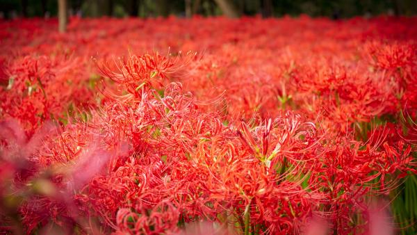 日本秋季賞花好去處 東京近郊彼岸花祭 500萬棵火紅花海