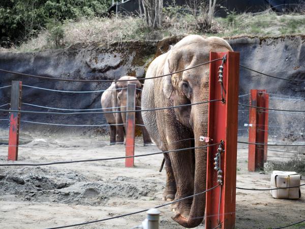 丹麥政府將禁止野生動物表演 出錢買下馬戲團大象安排退休