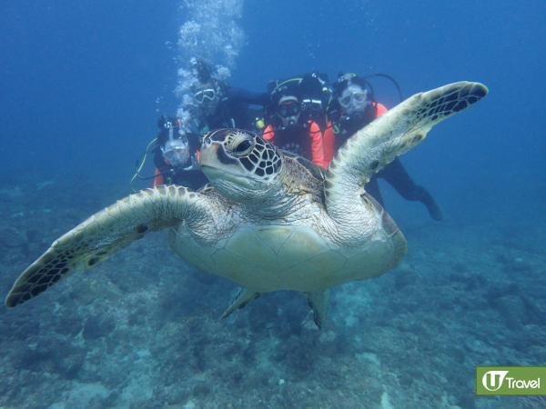 小琉球潛水快閃！ 與海龜零距離共游