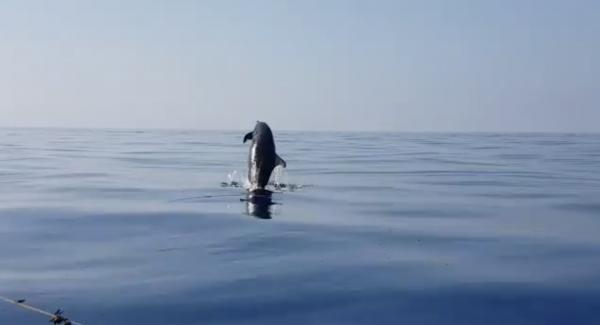意大利善心漁民解救海豚BB 海豚媽媽多次跳出海面道謝