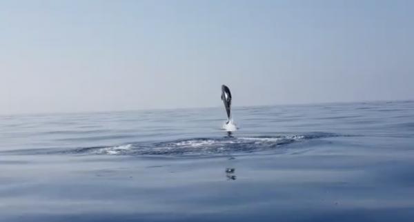 意大利善心漁民解救海豚BB 海豚媽媽多次跳出海面道謝
