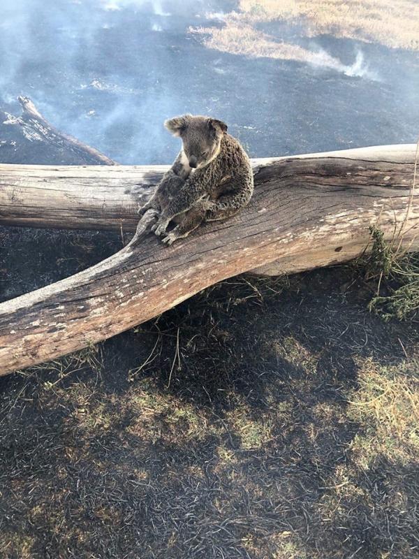 澳洲山火持續 樹熊媽媽以身擋火保護孩子獲救