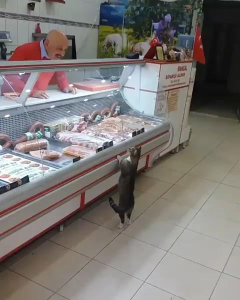 流浪貓到肉舖「光顧」 店舖老闆送上新鮮肉：牠是我永遠的顧客