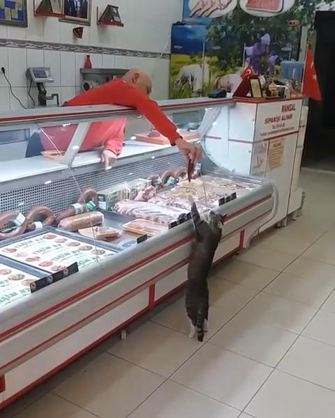 流浪貓到肉舖「光顧」 店舖老闆送上新鮮肉：牠是我永遠的顧客