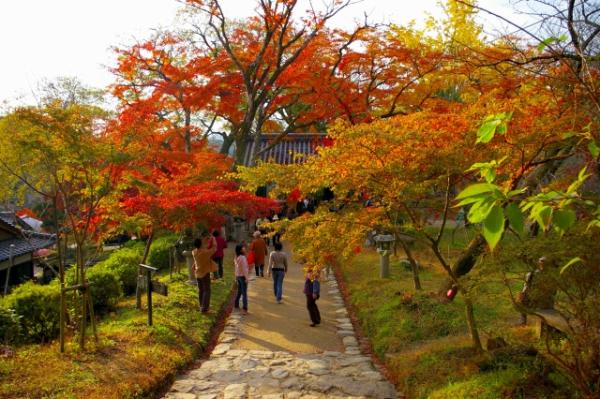 九州10大人氣紅葉景點推介