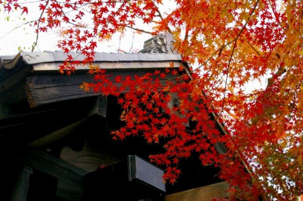 九州10大人氣紅葉景點推介