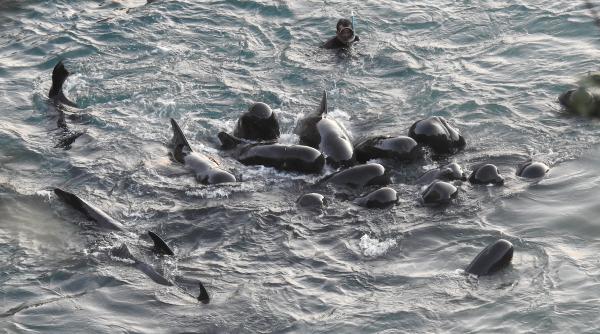 日本太地捕豚被獵殺前影片曝光 海豚家族聚集互相安撫畫面令人痛心