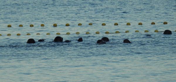 日本太地捕豚被獵殺前影片曝光 海豚家族聚集互相安撫畫面令人痛心