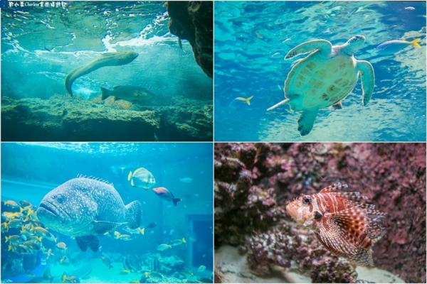 沖繩美麗海水族館 近距離觀賞海星/海豚