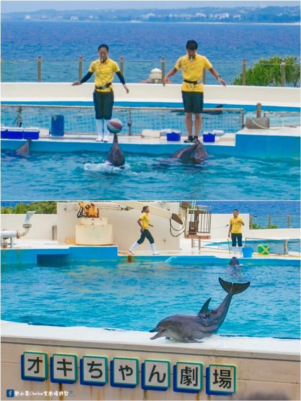 沖繩美麗海水族館 近距離觀賞海星/海豚