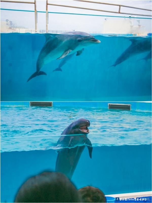 沖繩美麗海水族館 近距離觀賞海星/海豚