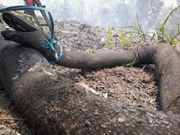 印尼婆羅洲森林大火肆虐 蟒蛇王燒焦痛苦張口掙扎