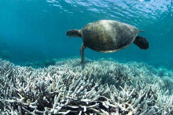 澳洲大堡礁一半珊瑚2年間死亡 專家預測51年後珊瑚礁或全數消失