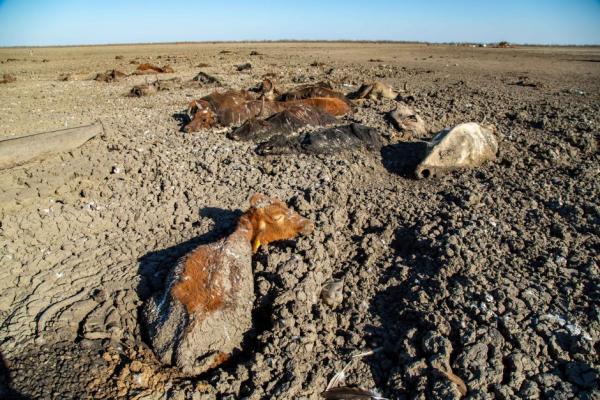 南非嚴重旱災湖水近乾涸 大群野生動物被困泥濘缺水等死