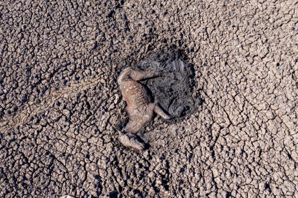 南非嚴重旱災湖水近乾涸 大群野生動物被困泥濘缺水等死