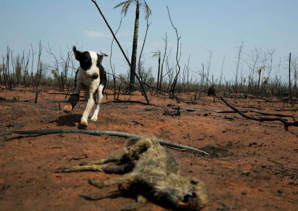 玻利維亞森林大火蔓延 逾230萬野生動物失蹤或死亡