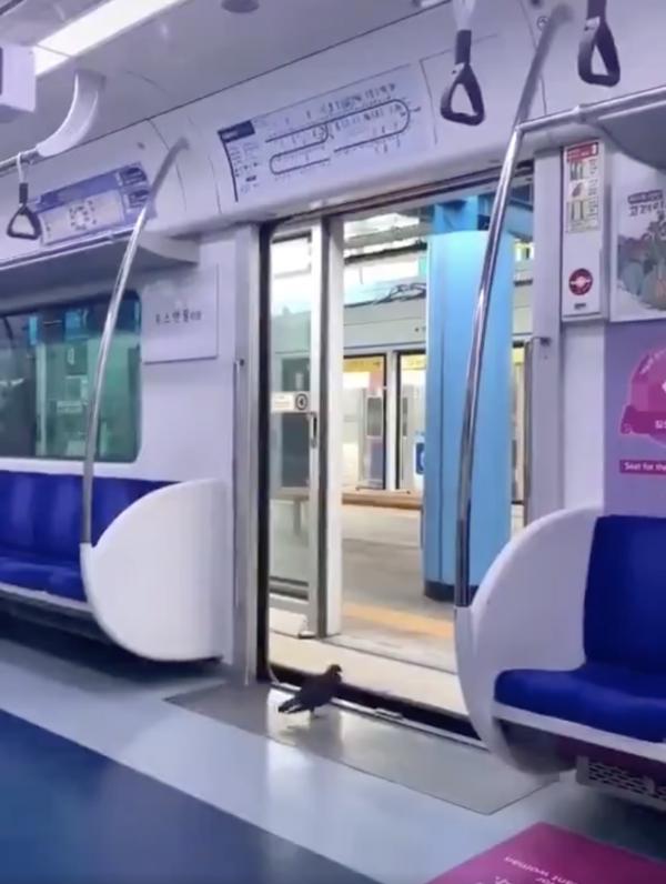 韓國鴿子乘電車守規矩下車影片爆紅 網民：雀鳥也乘搭電車上班