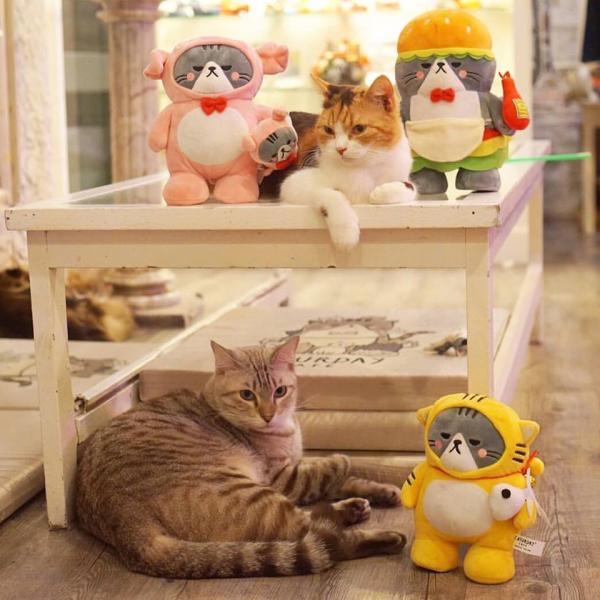 超過50隻可愛貓貓輪流駐守！ 曼谷超人氣貓咪Cafe