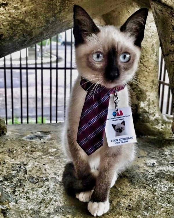 流浪貓走入辦公室避雨被客人投訴 職員正式錄用「貓公關」平息紛亂！
