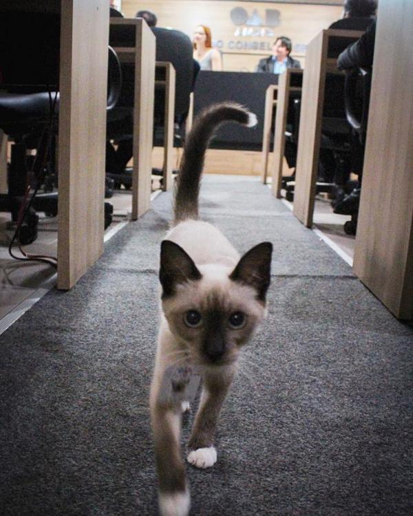 流浪貓走入辦公室避雨被客人投訴 職員正式錄用「貓公關」平息紛亂！