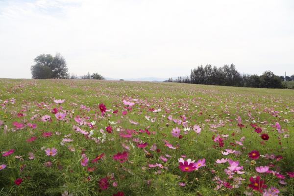 韓國非洲豬瘟擴散月內現9宗個案 著名賞花公園被迫關園！