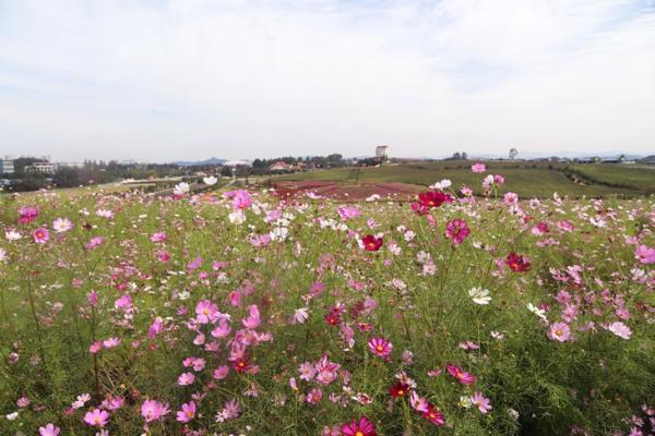 韓國非洲豬瘟擴散月內現9宗個案 著名賞花公園被迫關園！