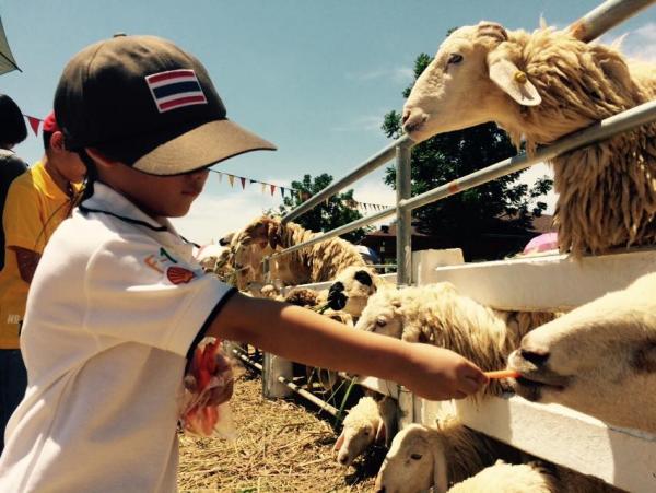 泰國最大芭堤雅瑞士綿羊農場 入場餵小朋友至愛羊咩咩/草泥馬