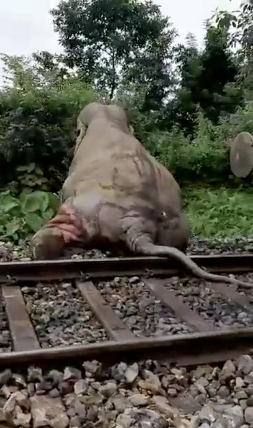 印度大象遭火車迎面撞上 癱倒路軌受傷掙扎爬進森林