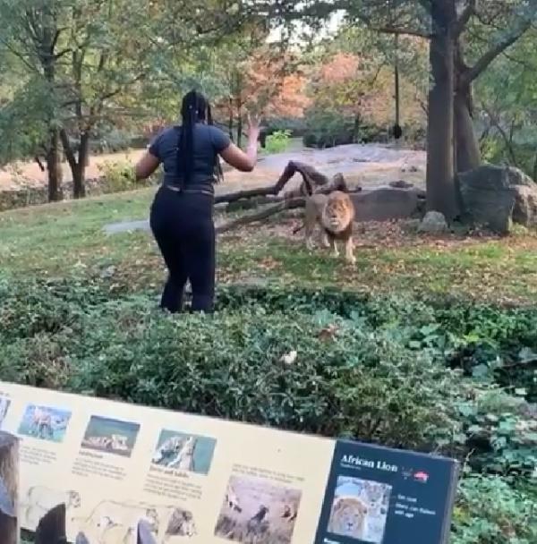 跨入動物園欄杆挑釁獅子 女遊客揮手跳舞網民鬧爆：愚蠢！