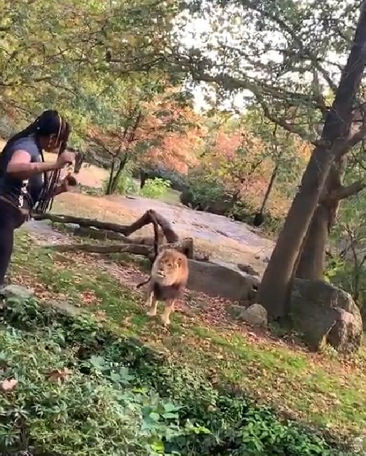 跨入動物園欄杆挑釁獅子 女遊客揮手跳舞網民鬧爆：愚蠢！
