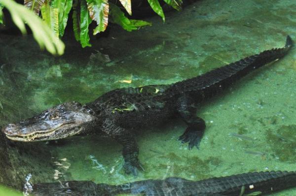 誤吞遊客拋到水池的硬幣 日本動物園鱷魚胃裡發現多達330枚