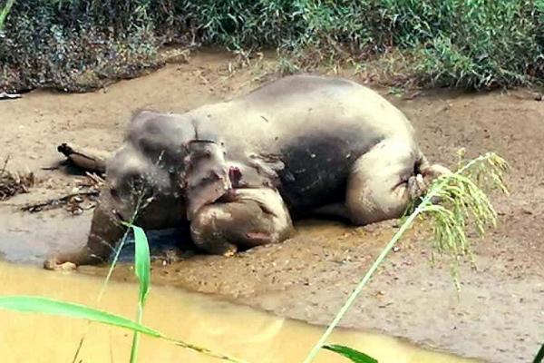 馬來西亞瀕危侏儒象遭非法獵殺 頭部被槍擊70次象牙被鋸走 警拘4男子
