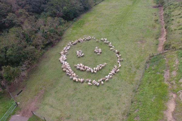 母親牧場風災後重開 150隻綿羊砌成巨型笑臉答謝民眾