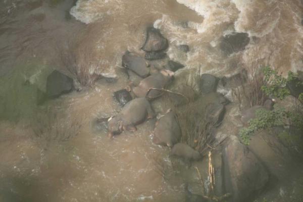 泰國小象跌入地獄瀑布 5隻大象捨命救同伴不幸溺死
