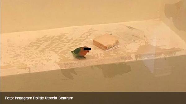 荷蘭盜竊案警方「拘禁」可疑小鳥 警方：牠是偷偷摸摸的目擊者