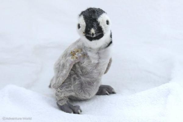 日本飼養員悉心照顧初生企鵝BB 戴企鵝頭套扮父母細心餵食