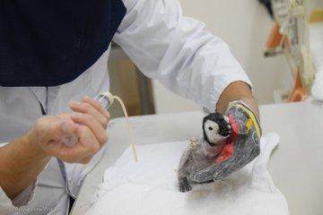 日本飼養員悉心照顧初生企鵝BB 戴企鵝頭套扮父母細心餵食