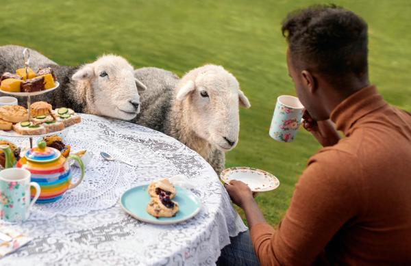與綿羊食下午茶(英國羅蒙湖)