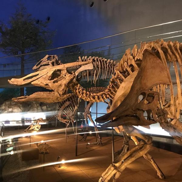 福井縣立恐龍博物館 探索恐龍世界/體驗化石發掘