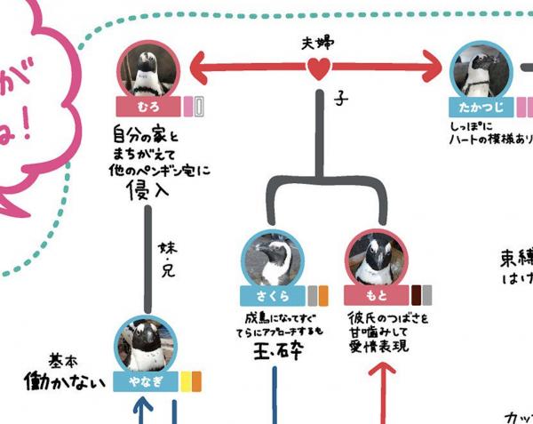 日本京都水族館更新2020年企鵝關係圖