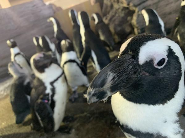 日本京都水族館更新2020年企鵝關係圖