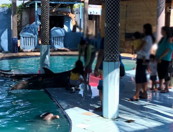 印尼峇里島海豚困酒店泳池表演15年 氯氣中毒失明甩牙滿身傷痕終獲救