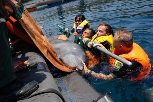印尼峇里島海豚困酒店泳池表演15年 氯氣中毒失明甩牙滿身傷痕終獲救